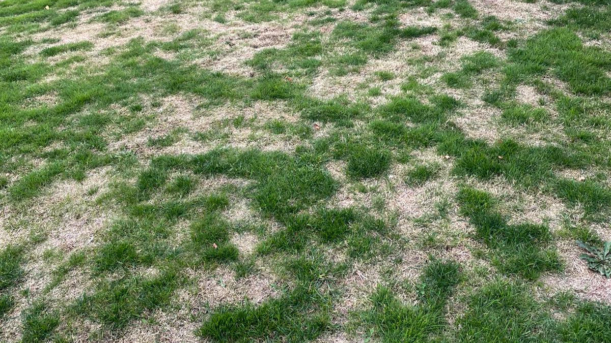 Flecken im Rasen