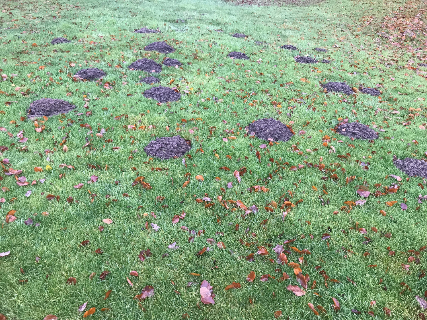 Erdhügel auf dem Rasen