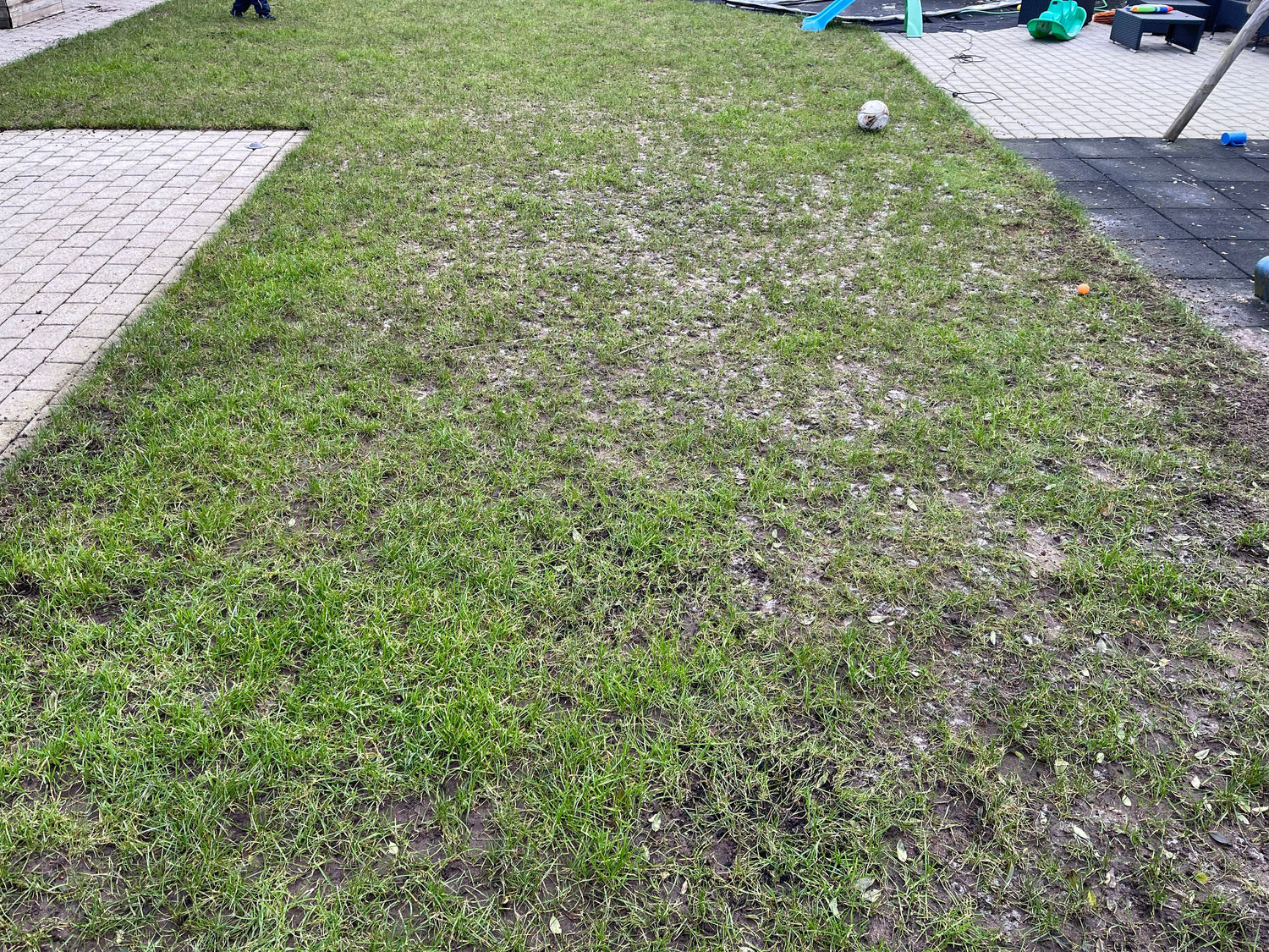 Schädlinge im Rasen